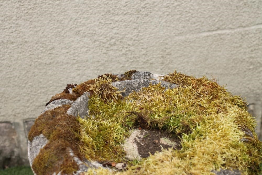 A COMPOSITION STONE BIRD BATH of circular form Image