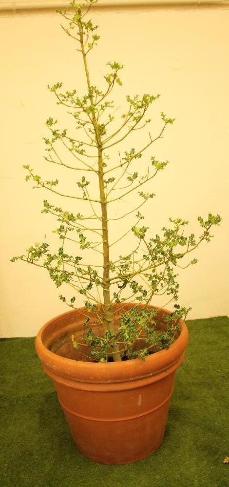 A LARGE TERRACOTTA PLANT POT of tapering form with moulded rim Image