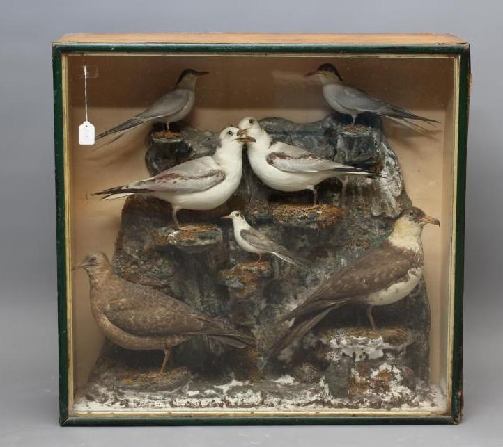 A CASED TAXIDERMY DISPLAY OF SEABIRDS Image