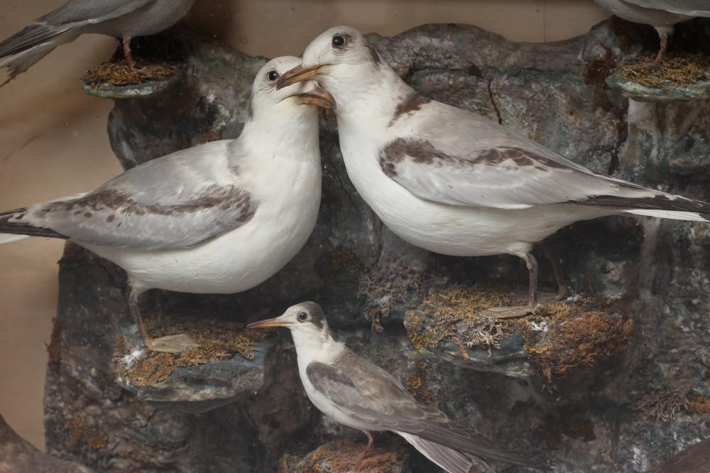 A CASED TAXIDERMY DISPLAY OF SEABIRDS Image