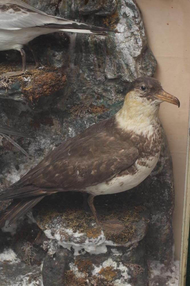 A CASED TAXIDERMY DISPLAY OF SEABIRDS Image