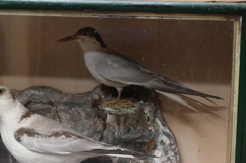 A CASED TAXIDERMY DISPLAY OF SEABIRDS Image