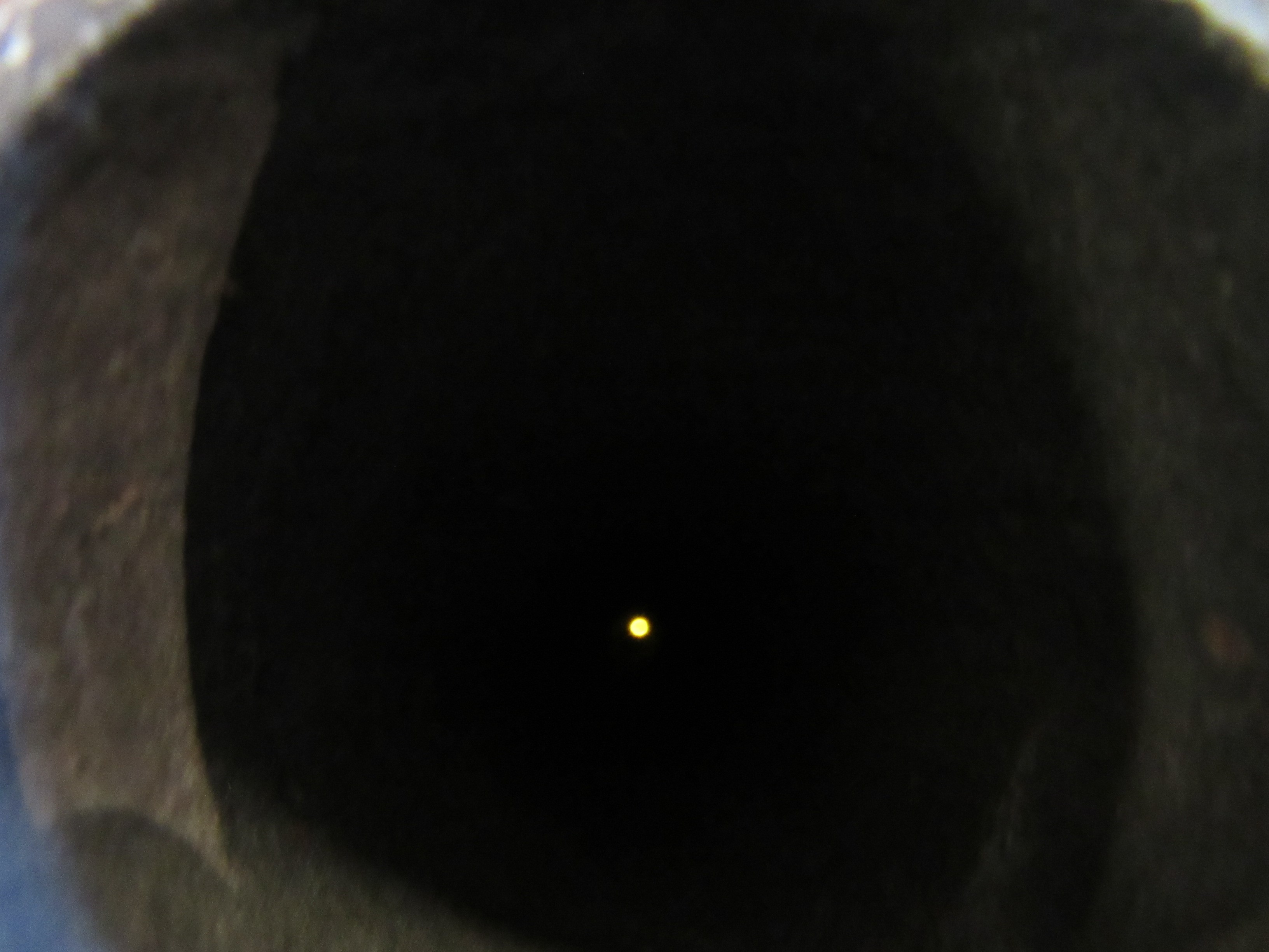 A FLINTLOCK BLUNDERBUSS with 24 1/2" flared barrel, action inscribed TOWER, wood stock and steel Image