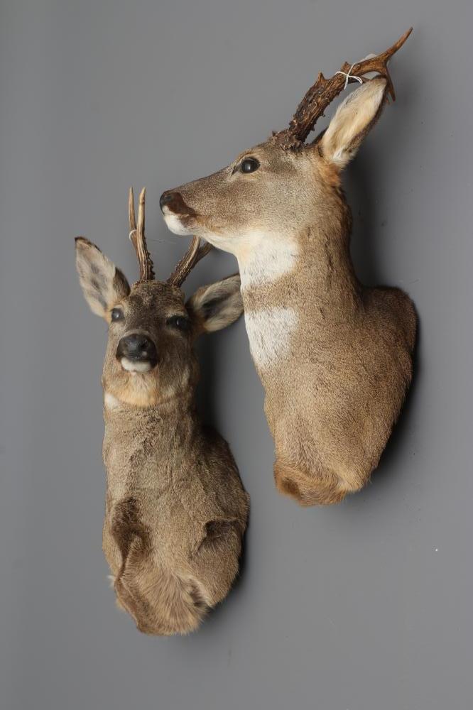 A PAIR OF TAXIDERMY ROE BUCKS, head and shoulder mounts, both six point bucks and one with slight Image
