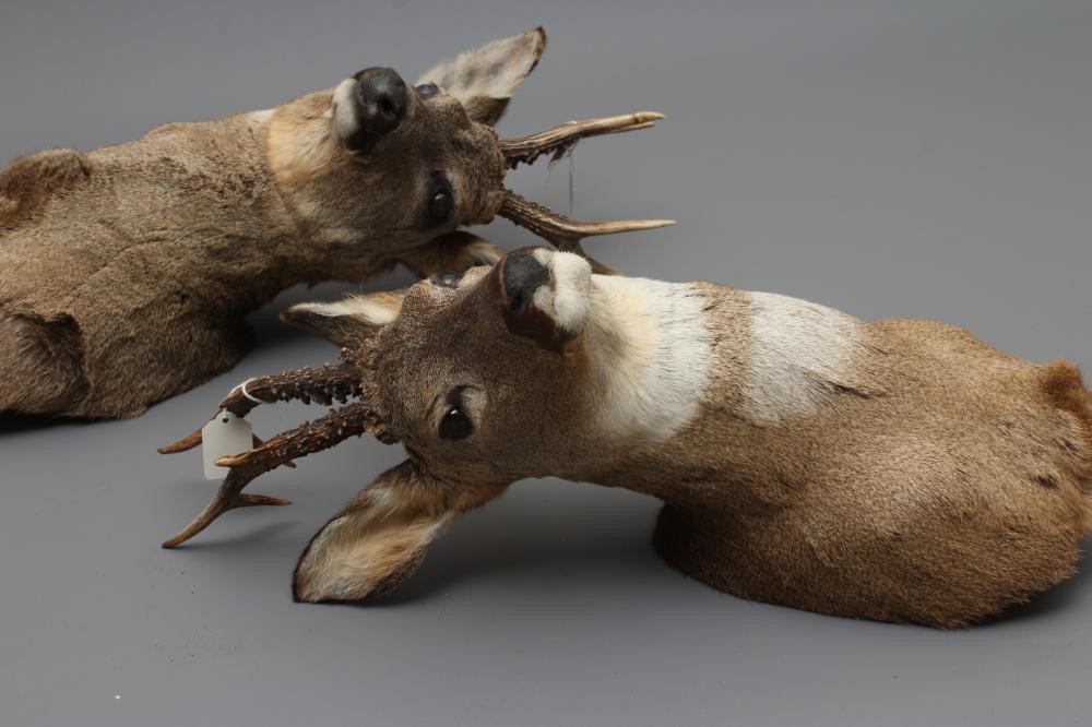 A PAIR OF TAXIDERMY ROE BUCKS, head and shoulder mounts, both six point bucks and one with slight Image