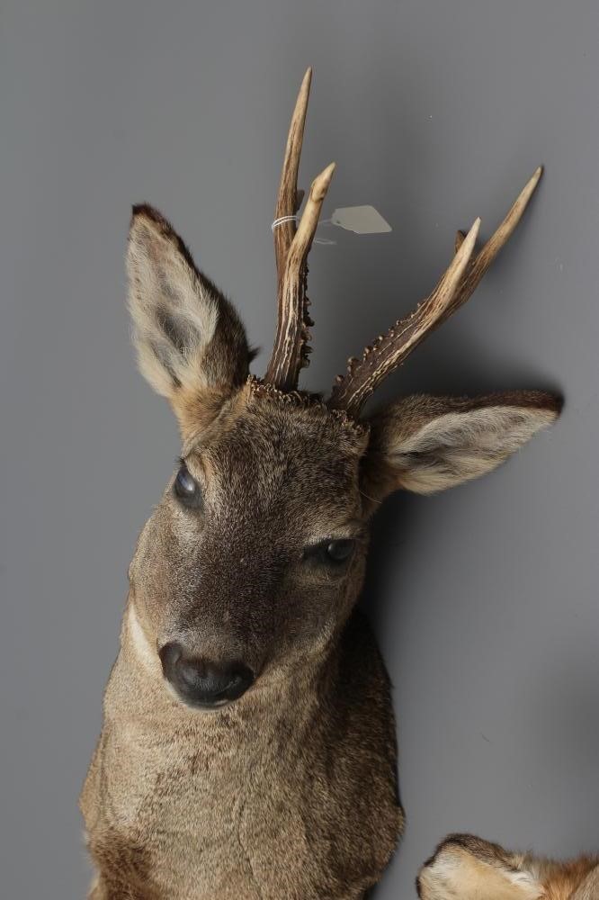 A PAIR OF TAXIDERMY ROE BUCKS, head and shoulder mounts, both six point bucks and one with slight Image