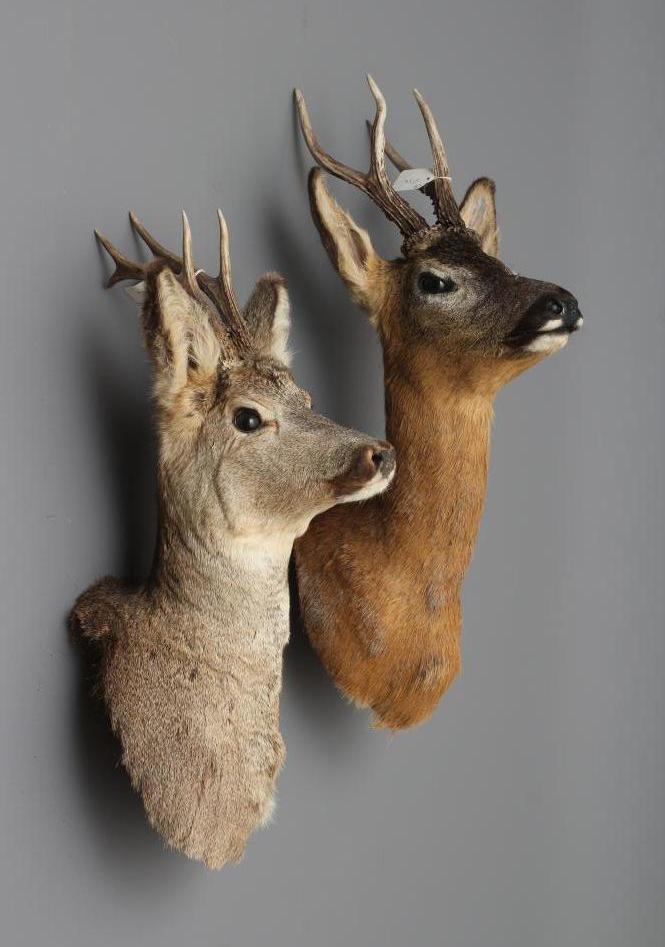 A PAIR OF TAXIDERMY ROE BUCKS, head and shoulder mounts, one six point buck and the other a large Image
