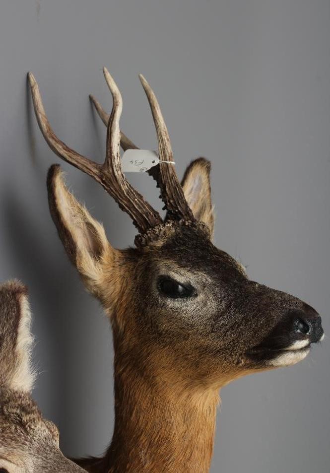 A PAIR OF TAXIDERMY ROE BUCKS, head and shoulder mounts, one six point buck and the other a large Image