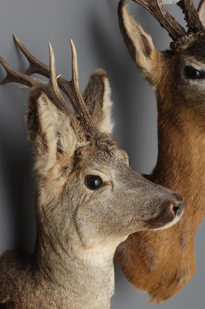 A PAIR OF TAXIDERMY ROE BUCKS, head and shoulder mounts, one six point buck and the other a large Image