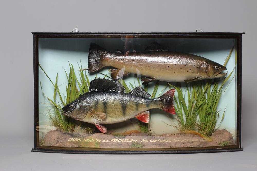 A BOW FRONT CASE OF TAXIDERMY FISH by Bywater Taxidermy Image