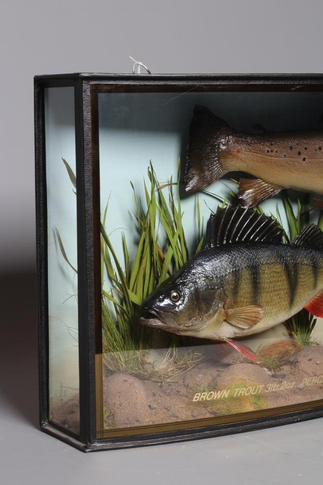 A BOW FRONT CASE OF TAXIDERMY FISH by Bywater Taxidermy Image