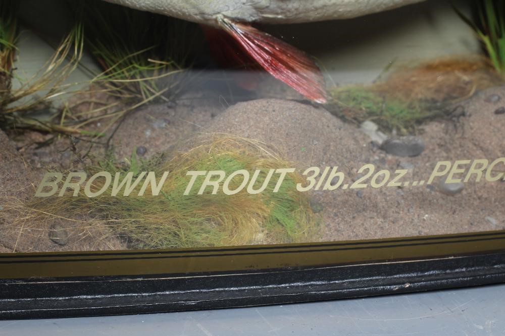 A BOW FRONT CASE OF TAXIDERMY FISH by Bywater Taxidermy Image