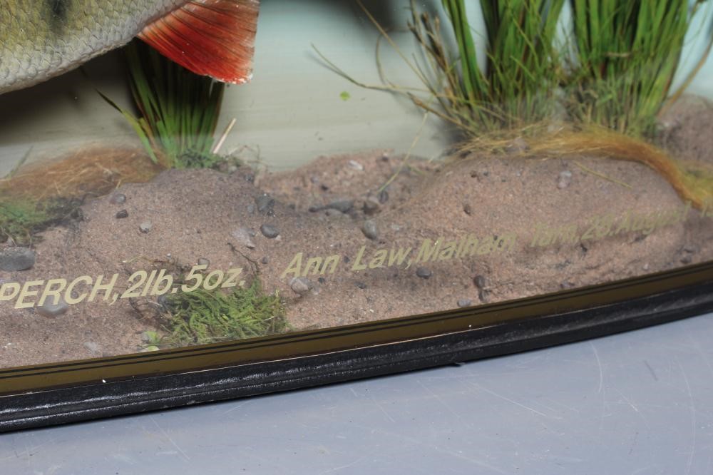 A BOW FRONT CASE OF TAXIDERMY FISH by Bywater Taxidermy Image