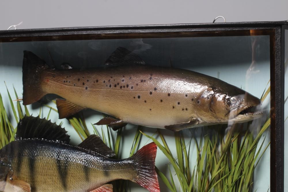 A BOW FRONT CASE OF TAXIDERMY FISH by Bywater Taxidermy Image
