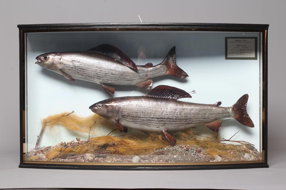 A BOW FRONT CASED PAIR OF GRAYLING by Bywater Taxidermy Image