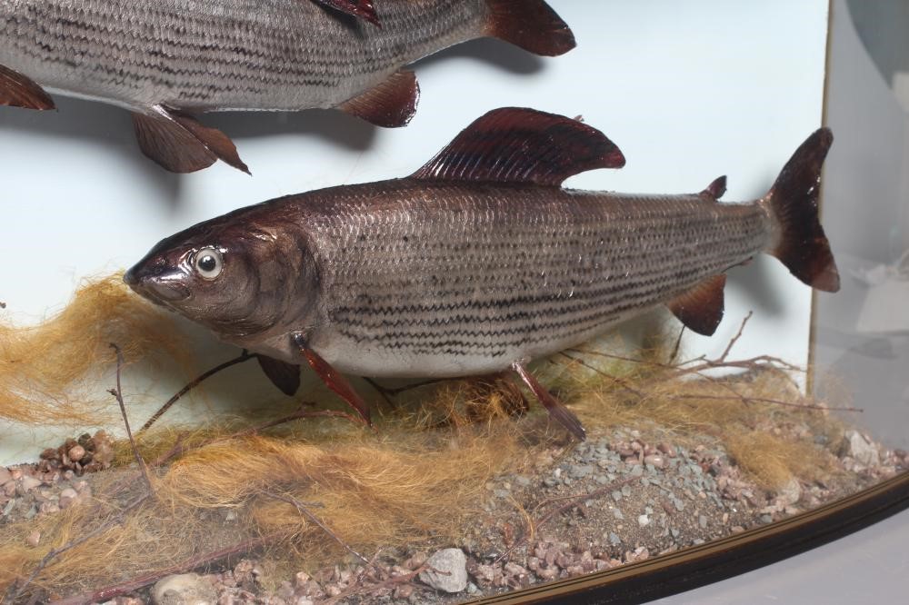 A BOW FRONT CASED PAIR OF GRAYLING by Bywater Taxidermy Image