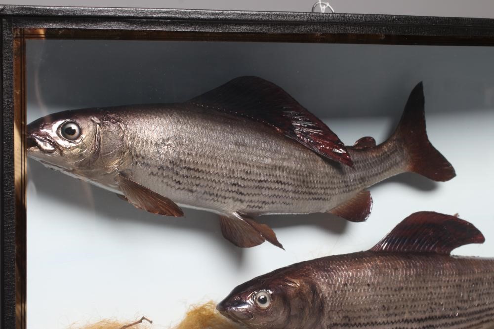 A BOW FRONT CASED PAIR OF GRAYLING by Bywater Taxidermy Image