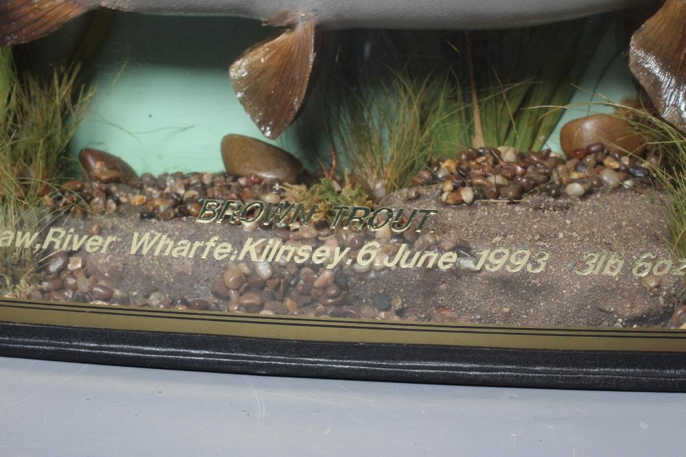 A BOW FRONT CASED TAXIDERMY BROWN TROUT, containing a fish of 3lbs 6ozs caught on the River Wharfe Image