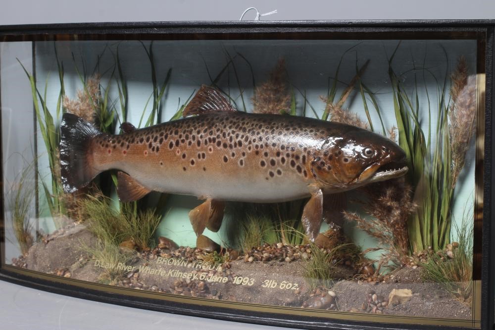 A BOW FRONT CASED TAXIDERMY BROWN TROUT, containing a fish of 3lbs 6ozs caught on the River Wharfe Image
