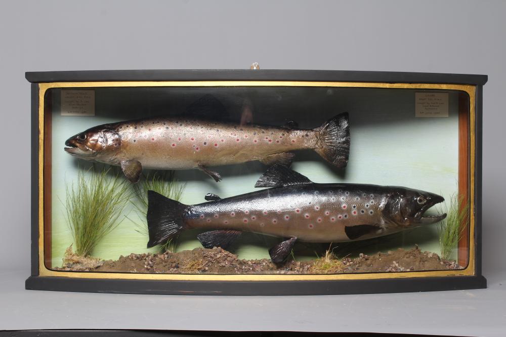 A BOW FRONT CASE OF TAXIDERMY FISH containing a 3lbs 5ozs brown trout caught on the River Skirfare Image