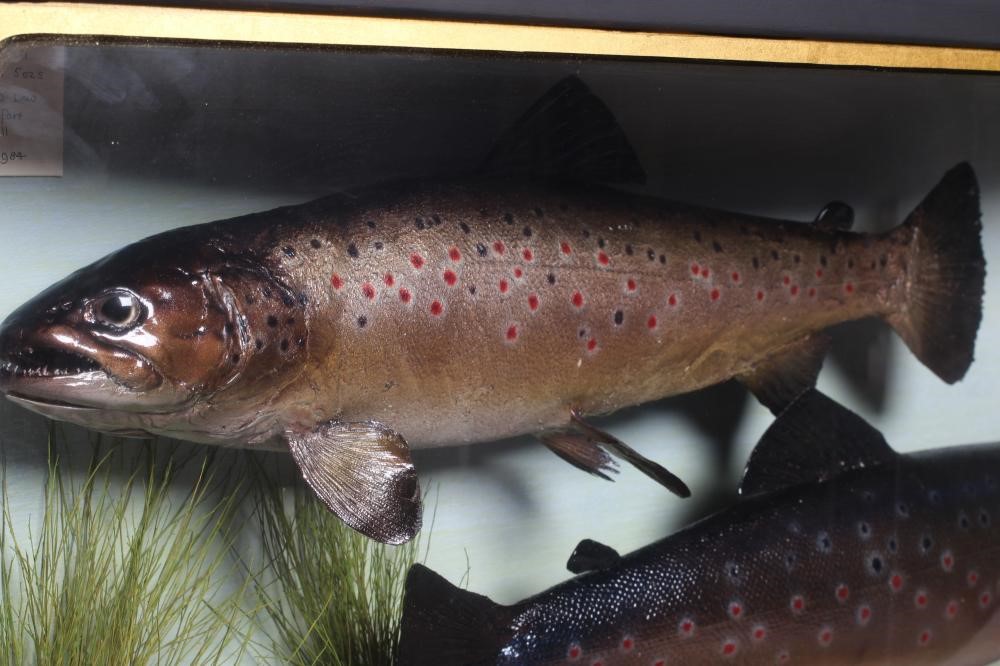 A BOW FRONT CASE OF TAXIDERMY FISH containing a 3lbs 5ozs brown trout caught on the River Skirfare Image