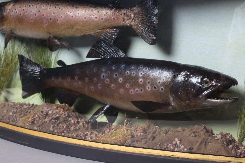 A BOW FRONT CASE OF TAXIDERMY FISH containing a 3lbs 5ozs brown trout caught on the River Skirfare Image