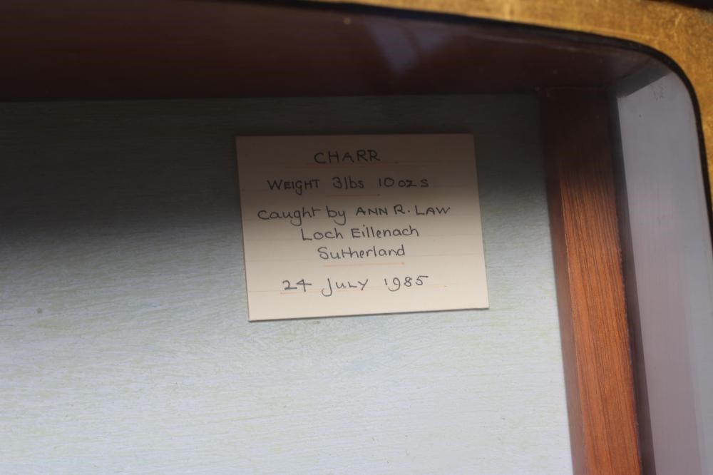 A BOW FRONT CASE OF TAXIDERMY FISH containing a 3lbs 5ozs brown trout caught on the River Skirfare Image