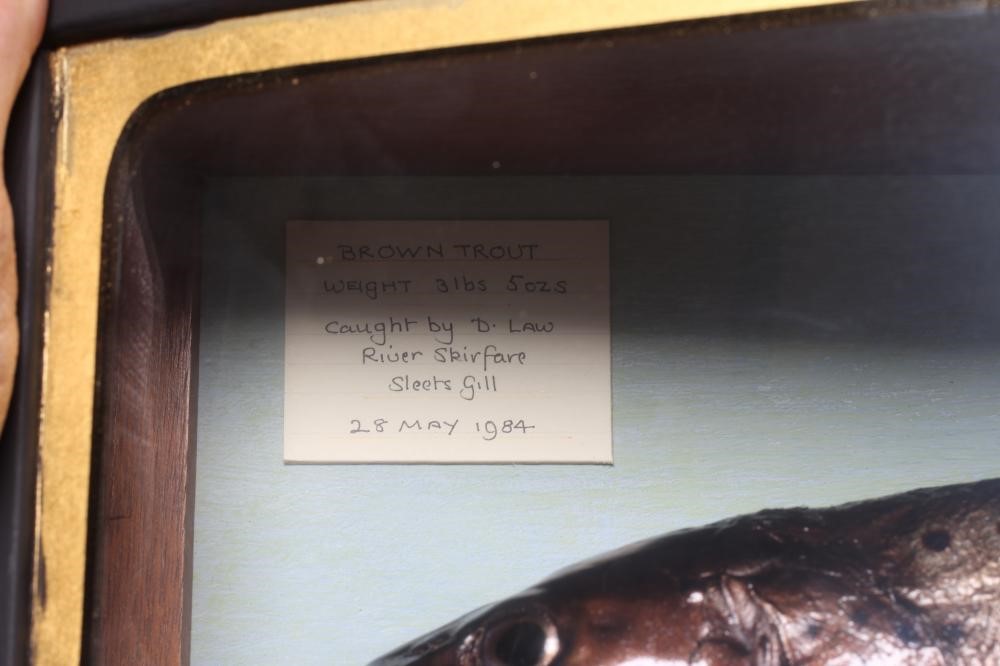 A BOW FRONT CASE OF TAXIDERMY FISH containing a 3lbs 5ozs brown trout caught on the River Skirfare Image