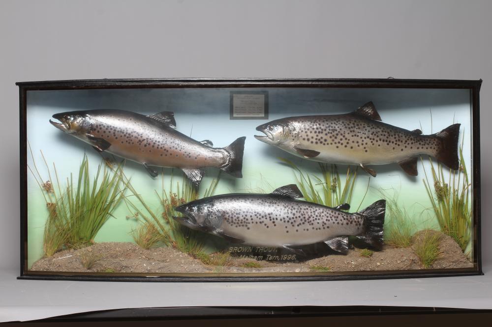 A BOW FRONT CASE OF TAXIDERMY FISH by Bywater Taxidermy Image