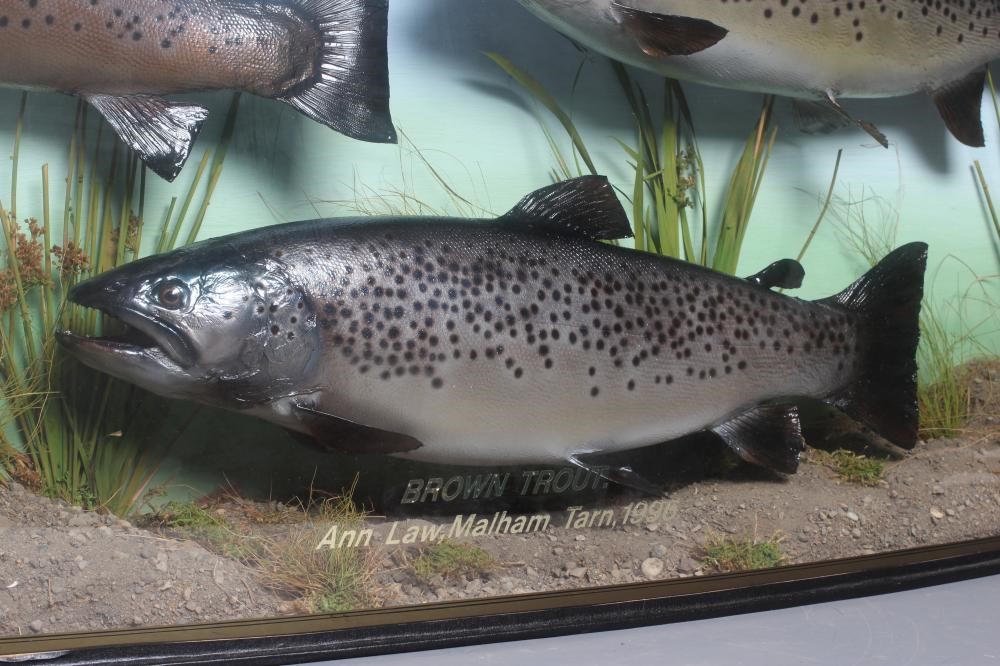 A BOW FRONT CASE OF TAXIDERMY FISH by Bywater Taxidermy Image