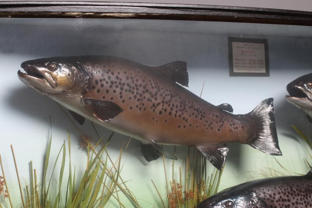 A BOW FRONT CASE OF TAXIDERMY FISH by Bywater Taxidermy Image