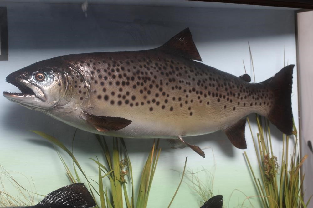 A BOW FRONT CASE OF TAXIDERMY FISH by Bywater Taxidermy Image