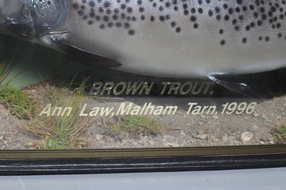 A BOW FRONT CASE OF TAXIDERMY FISH by Bywater Taxidermy Image