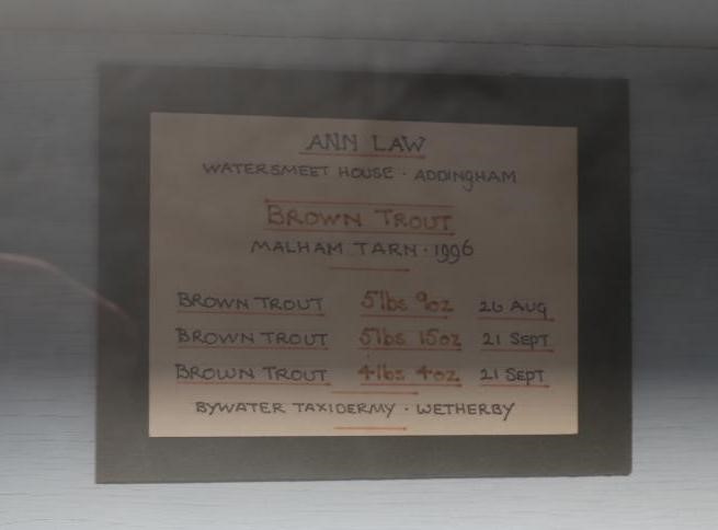 A BOW FRONT CASE OF TAXIDERMY FISH by Bywater Taxidermy Image