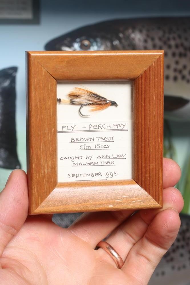 A BOW FRONT CASE OF TAXIDERMY FISH by Bywater Taxidermy Image