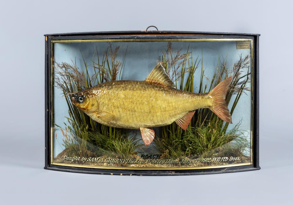 A BOW FRONT CASED TAXIDERMY ROACH by J. Cooper & Sons Image