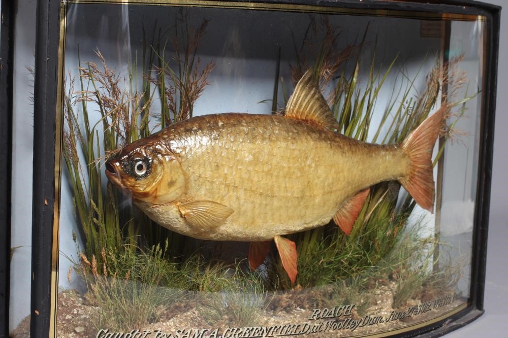 A BOW FRONT CASED TAXIDERMY ROACH by J. Cooper & Sons Image