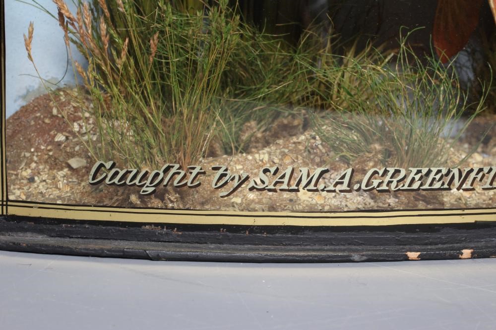 A BOW FRONT CASED TAXIDERMY ROACH by J. Cooper & Sons Image