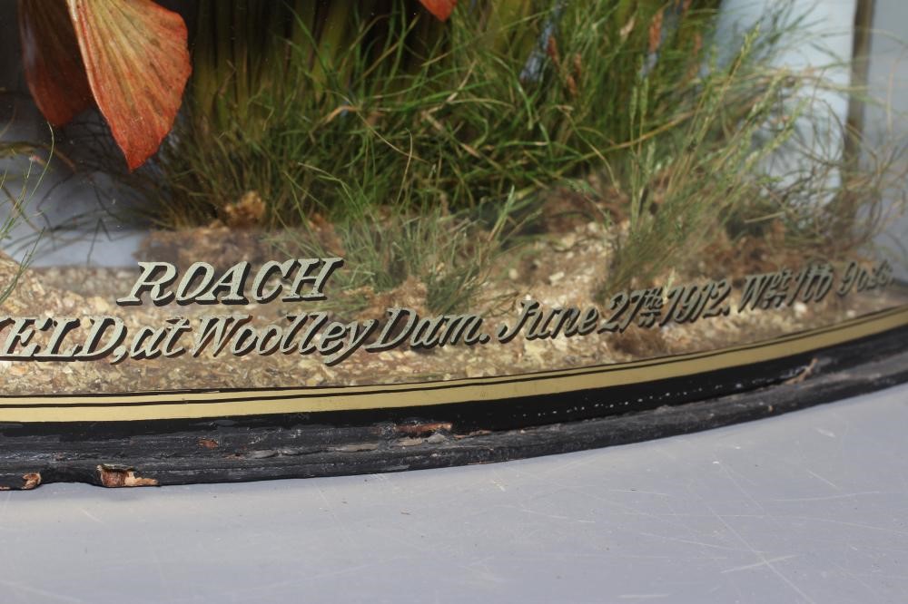 A BOW FRONT CASED TAXIDERMY ROACH by J. Cooper & Sons Image