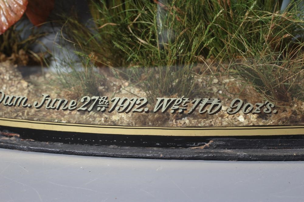 A BOW FRONT CASED TAXIDERMY ROACH by J. Cooper & Sons Image