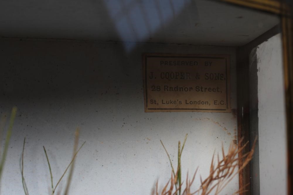 A BOW FRONT CASED TAXIDERMY ROACH by J. Cooper & Sons Image