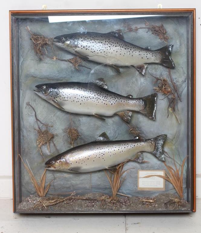 A CASE OF TAXIDERMY FISH by Bywater Taxidermy, Wetherby, containing three brown trout between 4lbs Image