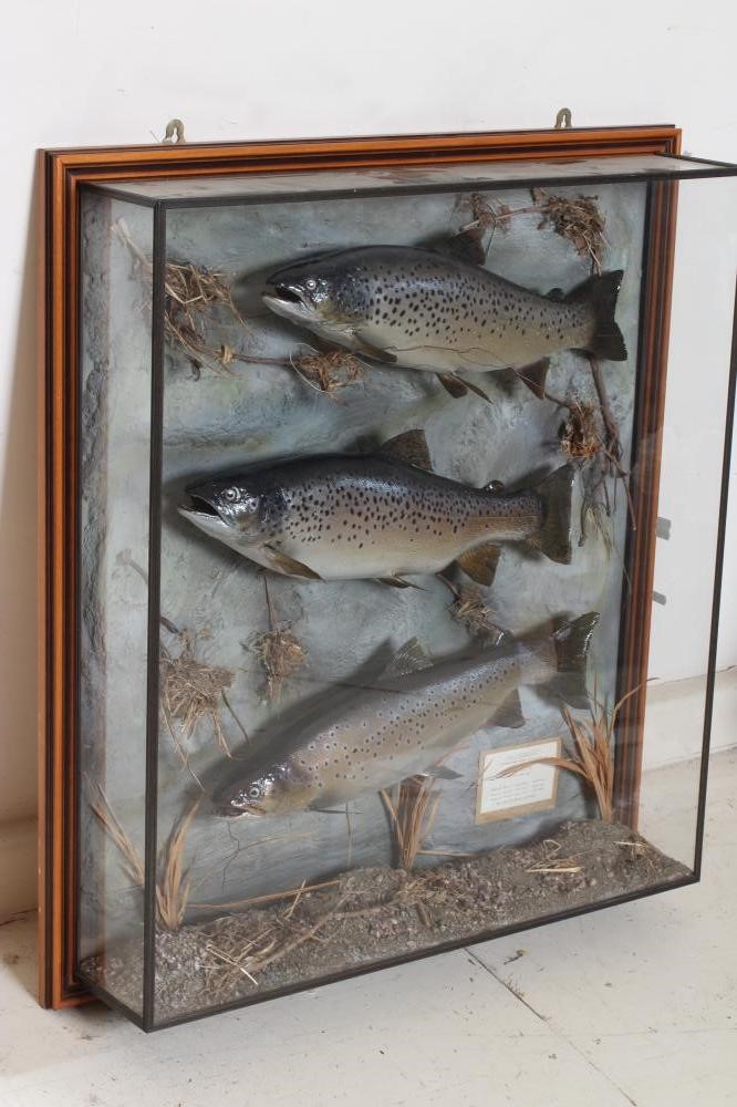 A CASE OF TAXIDERMY FISH by Bywater Taxidermy, Wetherby, containing three brown trout between 4lbs Image