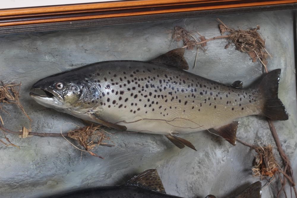 A CASE OF TAXIDERMY FISH by Bywater Taxidermy, Wetherby, containing three brown trout between 4lbs Image