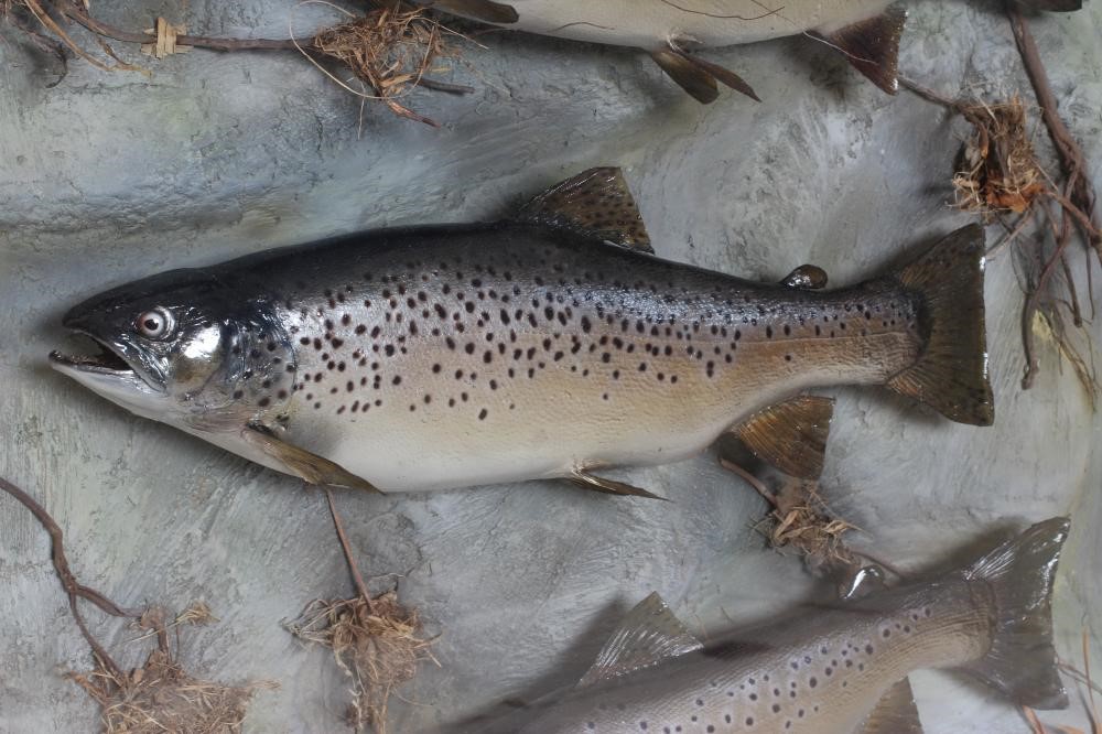 A CASE OF TAXIDERMY FISH by Bywater Taxidermy, Wetherby, containing three brown trout between 4lbs Image