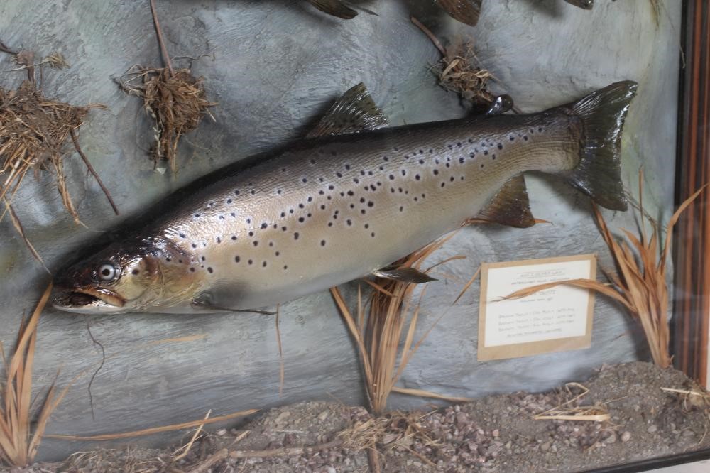 A CASE OF TAXIDERMY FISH by Bywater Taxidermy, Wetherby, containing three brown trout between 4lbs Image