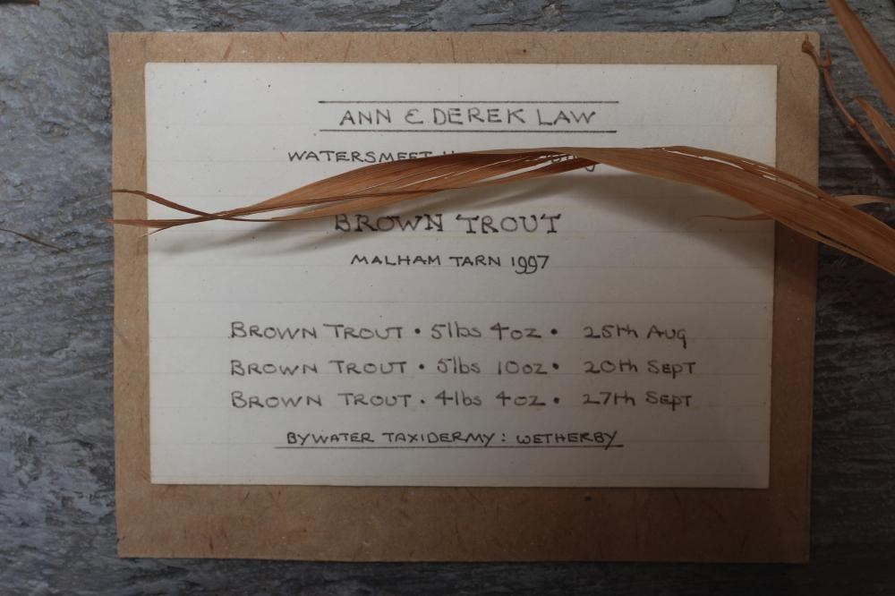 A CASE OF TAXIDERMY FISH by Bywater Taxidermy, Wetherby, containing three brown trout between 4lbs Image