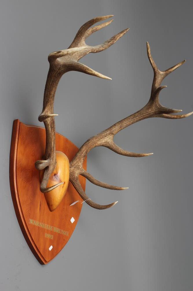 A MONARCH SET OF MOUNTED RED STAG ANTLERS with eight points on each side, mounted on a wooden shield Image
