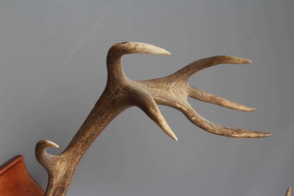 A MONARCH SET OF MOUNTED RED STAG ANTLERS with eight points on each side, mounted on a wooden shield Image