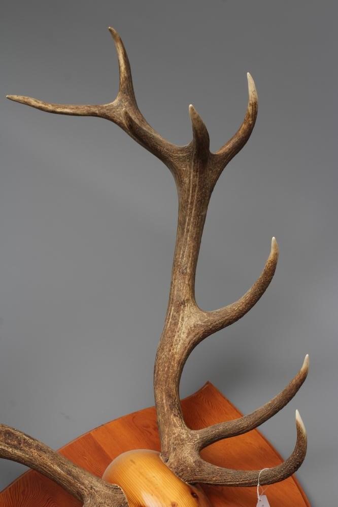 A MONARCH SET OF MOUNTED RED STAG ANTLERS with eight points on each side, mounted on a wooden shield Image